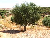 Arbequina olive tree