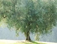 Cailletier olive tree
