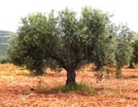 Cornicabra olive tree