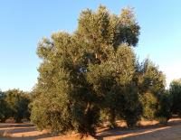 Empeltre olive tree