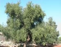 Frantoio olive tree