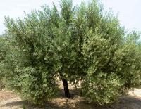 Hojiblanca olive tree