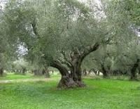 Koroneiki olive tree
