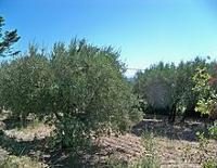 Picholine olive tree