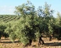 Picual olive tree