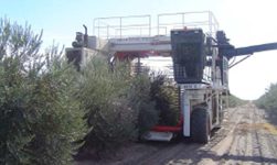 Cosechadora cabalgante de aceitunas