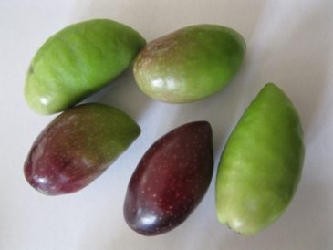 Cornicabra olives