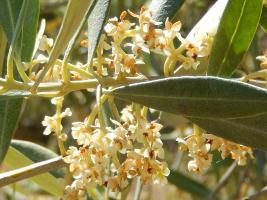 Fleurs d'olivier