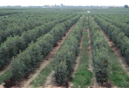 Olivar superintensivo en seto