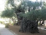 Olivo milenario del huerto de los Olivos en Jerusalén
