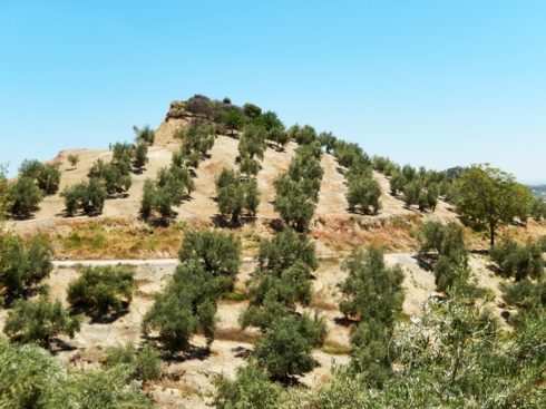 Mountain olive groves in Andalusia
