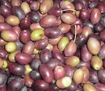 Olives at veraison