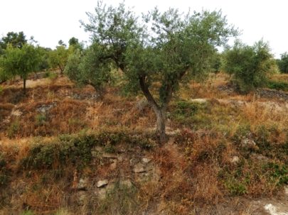 Olivos en bancales